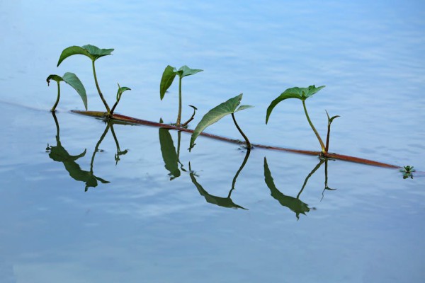 분명히 물도 잘 줬는데 왜 자꾸 죽을까? 식물 킬러 탈출하게 된 진짜 이유